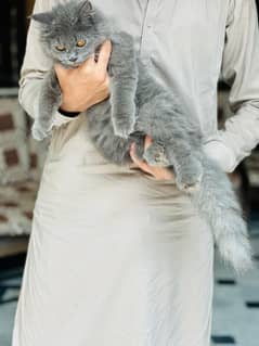 long cote Gray colour 5 month