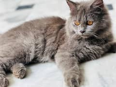 long cote Gray colour 5 month