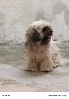shitzu male stud available