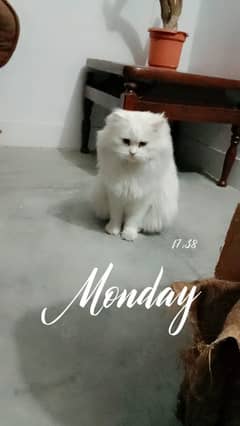persian Triple coat cats blue eyes