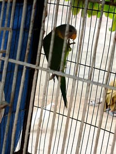 for sale s