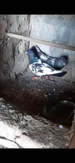 rampuri breeder pair