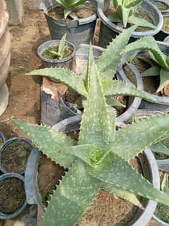 Aloe Vera Chinensis Succulent plants