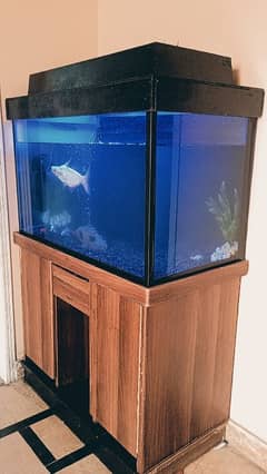 Aquarium Tank 12mm with Fishes