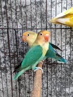 Parblue breeder pair / Green Fisher female / blue pastel male