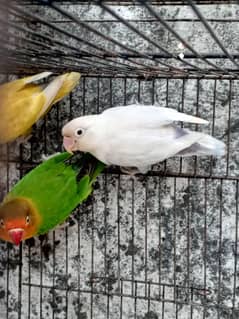 lovebirds / Green Fisher female / blue pastel male