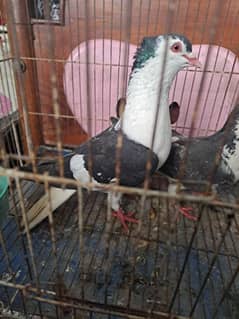 Black & White Shirazi Pair for Sale – Rare Eye Male