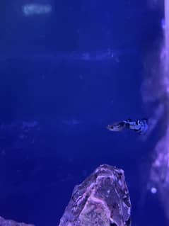 Fancy metallic blue Guppies for sale