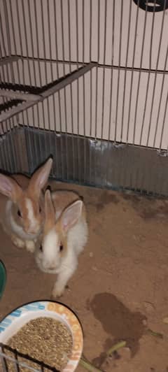 Rabbits pair 1.5 months old