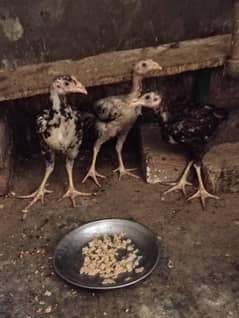 aseel chicks good quality