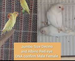 albino