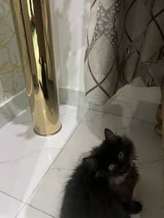 Persian long hair smoked /black kitten