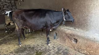 cows for sale
