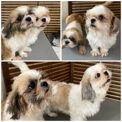 Adult Shih Tzu (Shihtzu, Shitzu) Male and Female from Pedigree parents