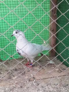 pigeons