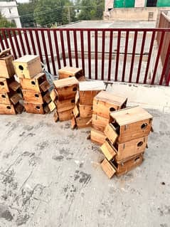 box love bird