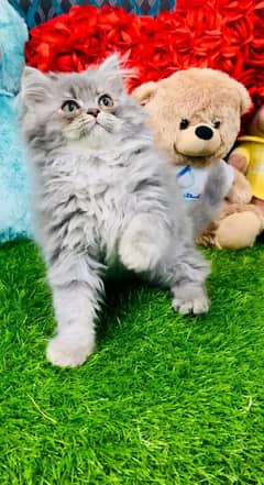 Persian kitten for sale ONLY CONTACT WHATUP 03292450497