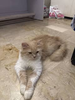 Cute cats