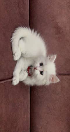 Persian cat blue eye 
