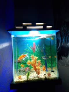 Selling my complete aquarium including fishes,