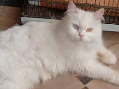 beautiful Persian female cat