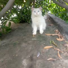 Persian Cat Eye color sky blue