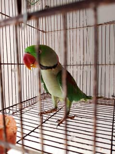 raw parrot's