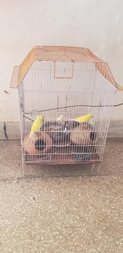 Australian parrot sale