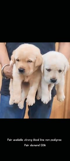 British Labrador Puppy High Quality Available