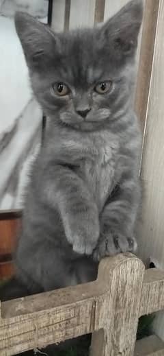 good looking
