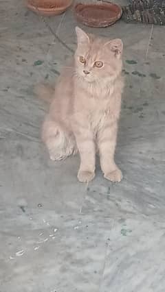 Cat for sale