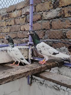 Royal Teddy Pigeon | Kabootar | کبوتر | Teddy Pair for sale
