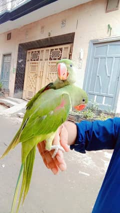 Bolna