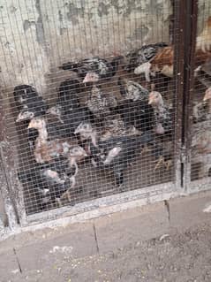 Assel Sindhi Chicks