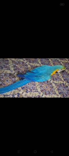 blue