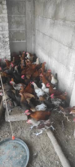 Desi murgiyan | golden misri | chicks | hens  |  per kg