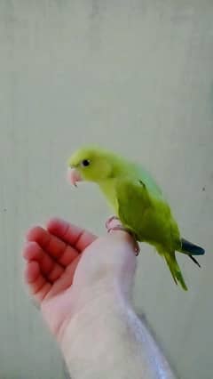 Green ringneck parrot handtame self chick