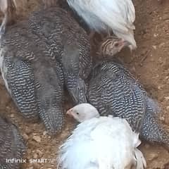 Guinea FolwlBirds For silefresh condition. per piece final 2500 RS