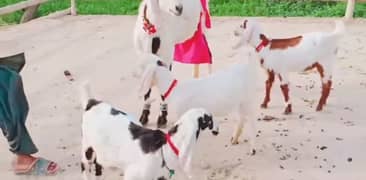 3 Bacchon Ka Sath Desi Bakri For Sale,+03228068420