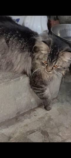Persian