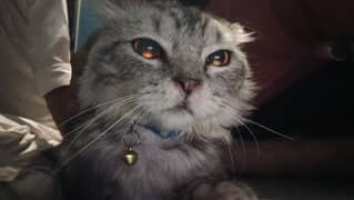 Mix breed cat cute with golden ring eyes