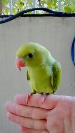03369510495  Green parrot self chick
