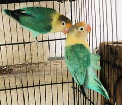 love birds