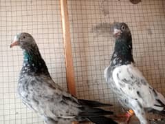 1 breeder frozpuri pair ha bohot acha ha
