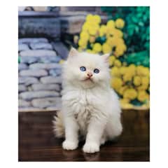 Persian triple coated punch face kitten available for sale