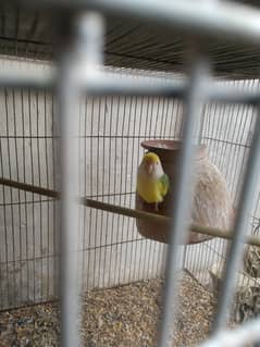 birds