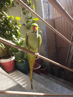 Ringneck