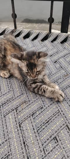 Tabby cat female
