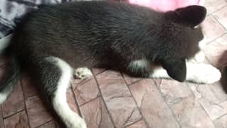 husky puppy