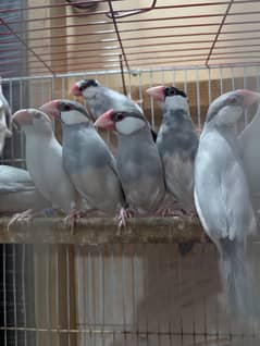 Java Breeder Colony
